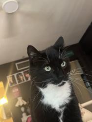 Lost Male Cat last seen Adele , Lafayette, LA 70503