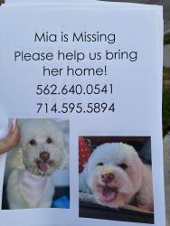 Lost Female Dog last seen Hill & Basque , Fullerton, CA 92833