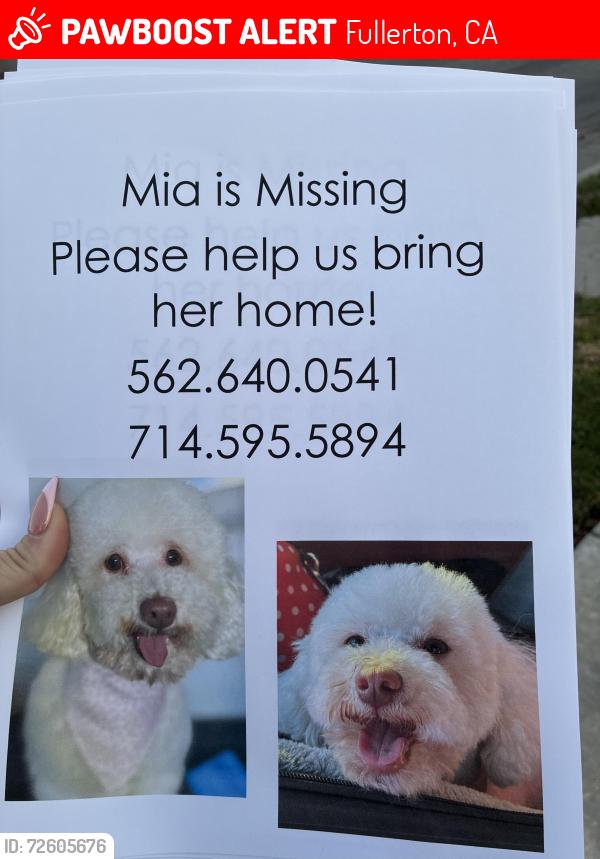 Lost Female Dog last seen Hill & Basque , Fullerton, CA 92833