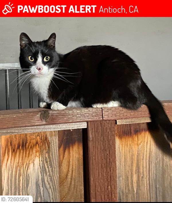 Lost Female Cat last seen Longview road & lone tree way , Antioch, CA 94509
