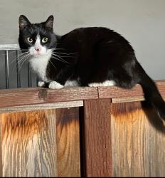 Lost Female Cat last seen Longview road & lone tree way , Antioch, CA 94509