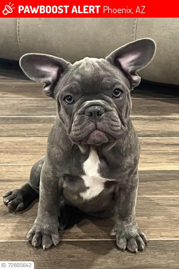 Lost Female Dog last seen 16th Street & Southern , Phoenix, AZ 85042