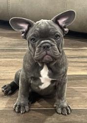 Lost Female Dog last seen 16th Street & Southern , Phoenix, AZ 85042