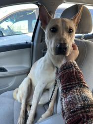Found/Stray Male Dog last seen orion drive, DeKalb County, GA 30033