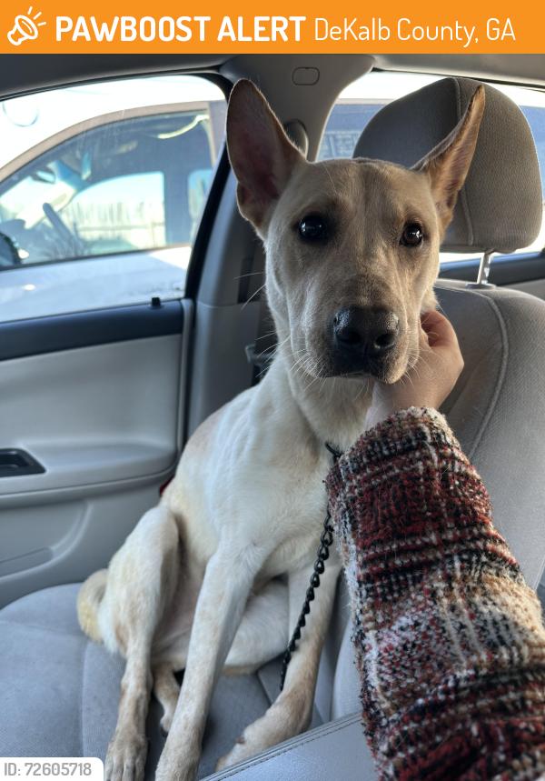 Found/Stray Male Dog last seen orion drive, DeKalb County, GA 30033