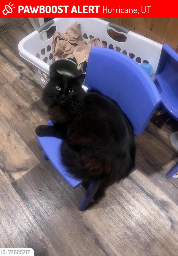 Lost Female Cat last seen Near w 165 n , Hurricane, UT 84737