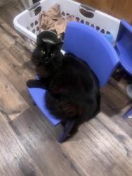 Lost Female Cat last seen Near w 165 n , Hurricane, UT 84737