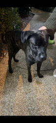 Found/Stray Male Dog last seen Dibbz , Metairie, LA 70002