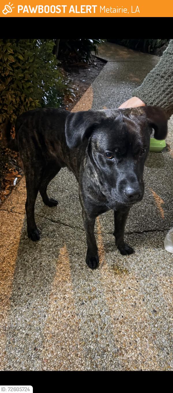 Found/Stray Male Dog last seen Dibbz , Metairie, LA 70002