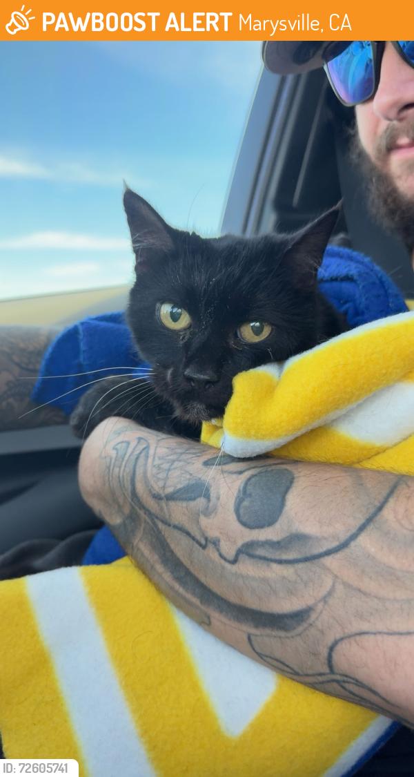 Found/Stray Female Cat last seen north beale and feather river highway exit, Marysville, CA 95901