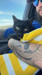 Found/Stray Female Cat last seen north beale and feather river highway exit, Marysville, CA 95901