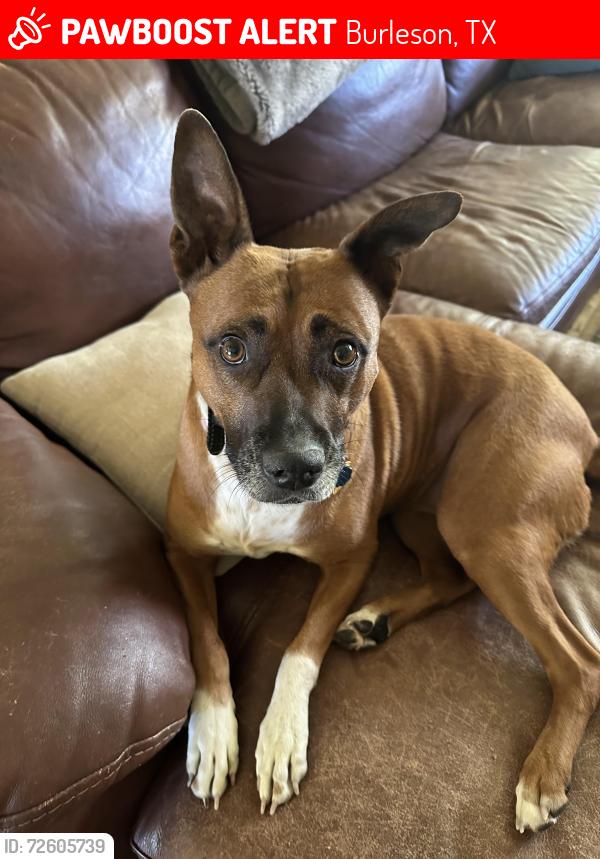 Lost Female Dog last seen Near and E. Renfro, Burleson, TX 76028