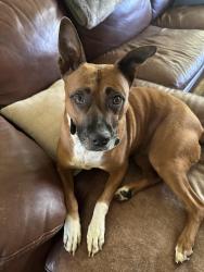 Lost Female Dog last seen Near and E. Renfro, Burleson, TX 76028