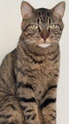 Lost Male Cat last seen Dwell at legacy apmts , San Antonio, TX 78232