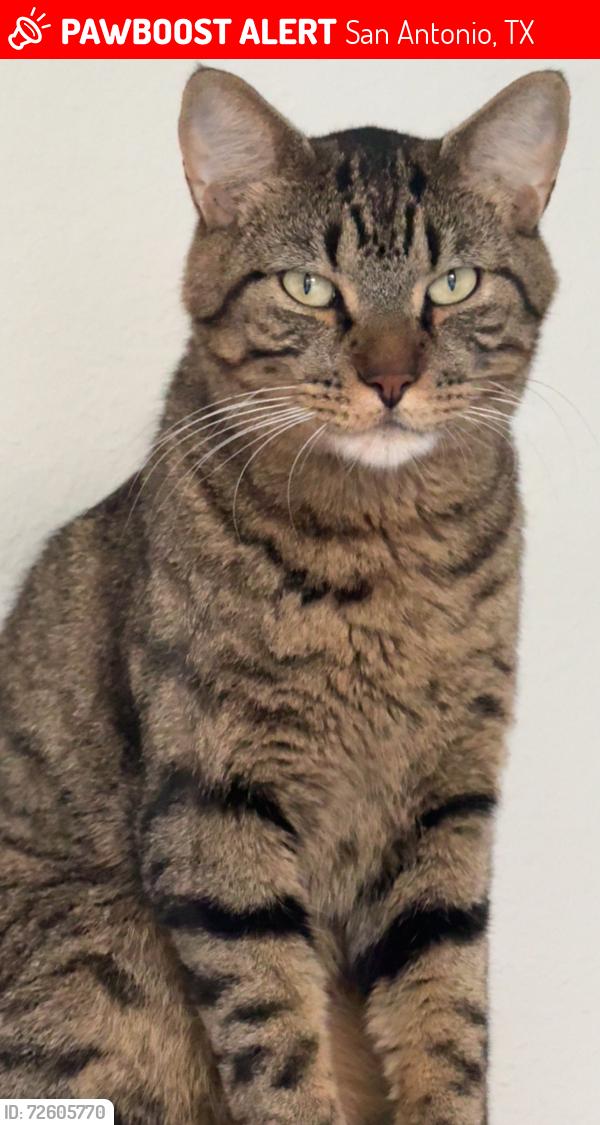 Lost Male Cat last seen Dwell at legacy apmts , San Antonio, TX 78232