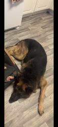 Lost Male Dog last seen The neighborhood off of dogwood trail, Winder, GA 30680