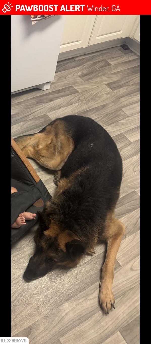 Lost Male Dog last seen The neighborhood off of dogwood trail, Winder, GA 30680