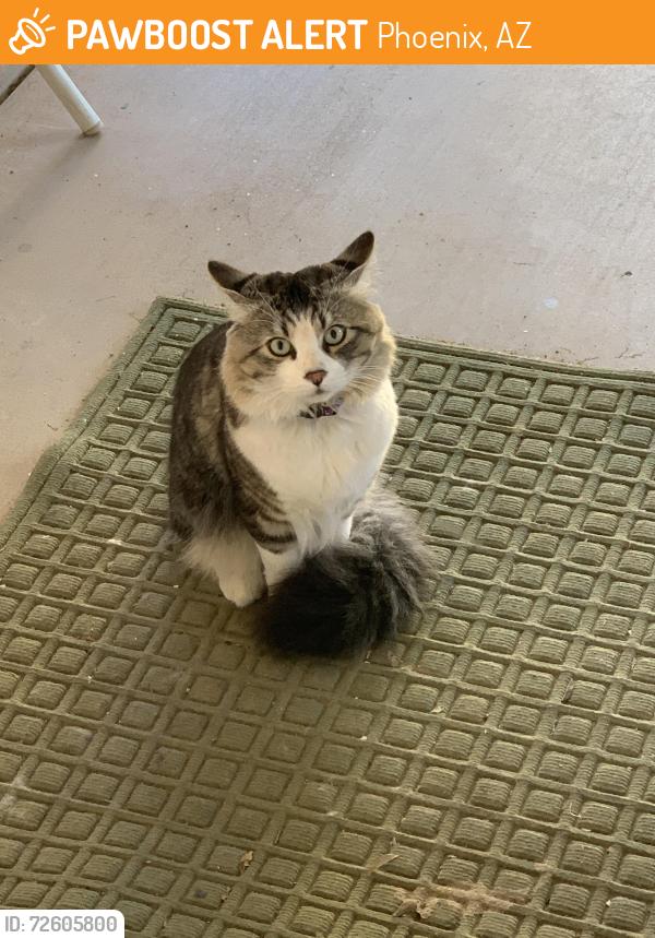 Found/Stray Unknown Cat last seen Ray rd & cholla canyon dr, Phoenix, AZ 85044