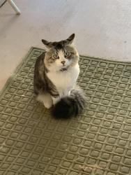 Found/Stray Unknown Cat last seen Ray rd & cholla canyon dr, Phoenix, AZ 85044