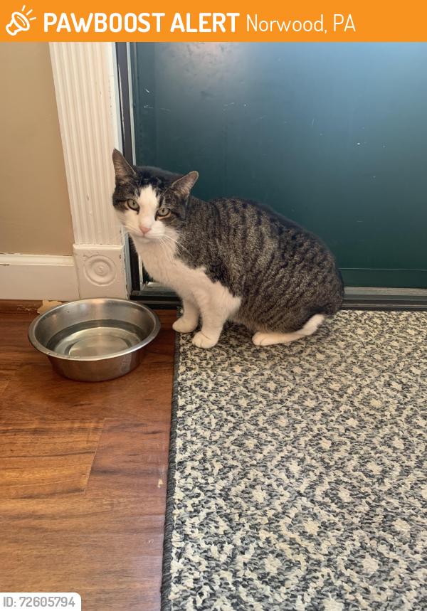 Found/Stray Male Cat last seen Printz ave, Norwood, PA 19074