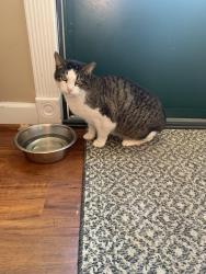 Found/Stray Male Cat last seen Printz ave, Norwood, PA 19074