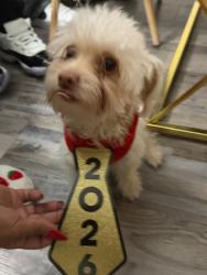 Lost Male Dog last seen Frankford, Carrollton, TX 75011