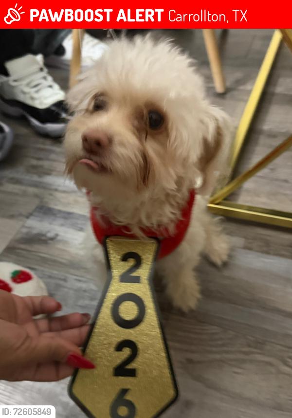 Lost Male Dog last seen Frankford, Carrollton, TX 75011