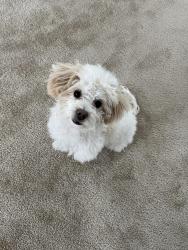 Lost Male Dog last seen Van Buren Ave next to the school, Las Vegas, NV 89110