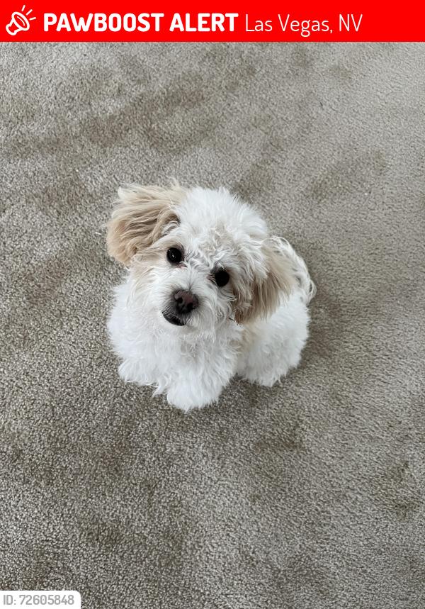 Lost Male Dog last seen Van Buren Ave next to the school, Las Vegas, NV 89110