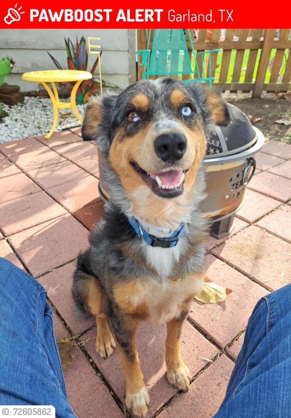Lost Male Dog last seen Walmart Neighborhood Market, Garland, TX 75043