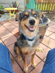 Lost Male Dog last seen Walmart Neighborhood Market, Garland, TX 75043