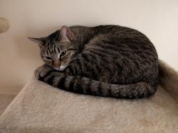 Lost Female Cat last seen Julia and Rosemont, Tucson, AZ 85711