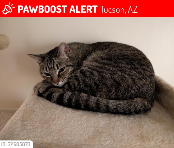 Lost Female Cat last seen Julia and Rosemont, Tucson, AZ 85711