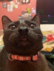 Lost Female Cat last seen Mc 85 and Litchfield rd, Avondale, AZ 85323