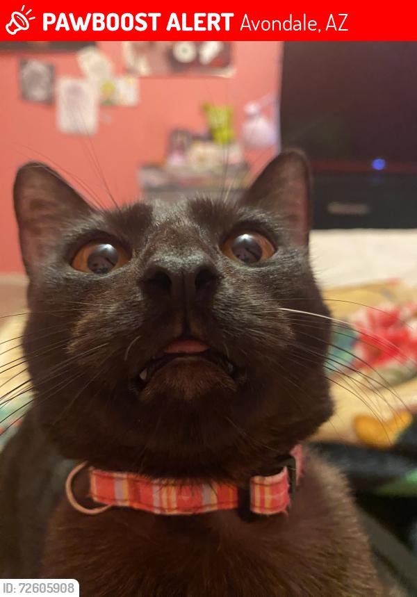 Lost Female Cat last seen Mc 85 and Litchfield rd, Avondale, AZ 85323