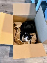 Lost Male Cat last seen , Temple, TX 76502