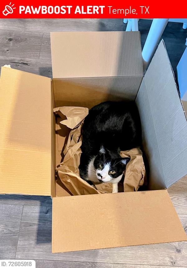 Lost Male Cat last seen , Temple, TX 76502