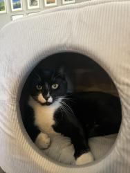 Lost Male Cat last seen Mesquite, Hesperia, CA 92344