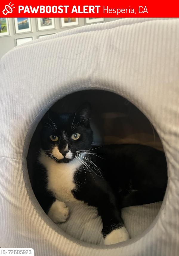 Lost Male Cat last seen Mesquite, Hesperia, CA 92344