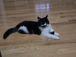 Lost Female Cat last seen Wickham rd Bumpass Va, Louisa County, VA 23024