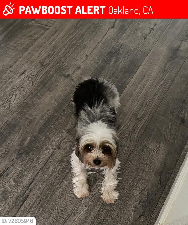 Lost Female Dog last seen Ben’s burger , Oakland, CA 94605