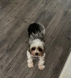 Lost Female Dog last seen Ben’s burger , Oakland, CA 94605