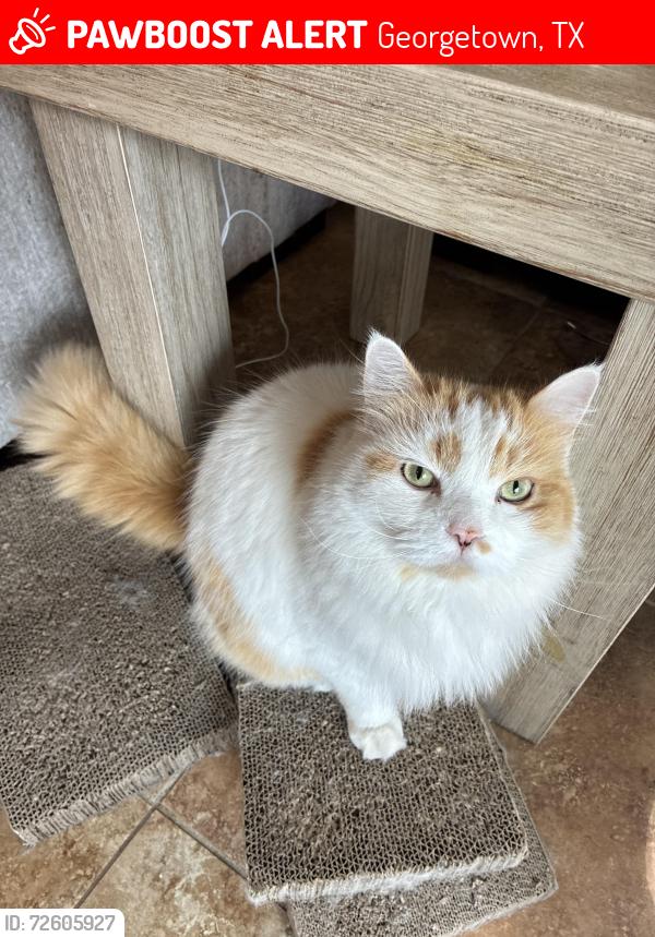 Lost Male Cat last seen Summercrest , Georgetown, TX 78626