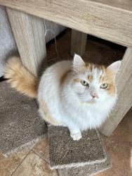 Lost Male Cat last seen Summercrest , Georgetown, TX 78626