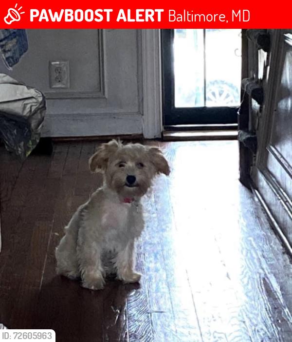 Lost Female Dog last seen Riggs Avenue, Ashburton Street, Mosher Street, Lafayette Avenue, British Street, Baltimore, MD 21216