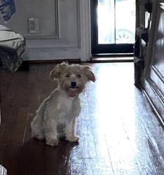Lost Female Dog last seen Riggs Avenue, Ashburton Street, Mosher Street, Lafayette Avenue, British Street, Baltimore, MD 21216