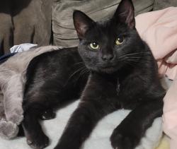 Lost Female Cat last seen Near Country Manor Ct, Eagle Lake, MN 56024, Eagle Lake, MN 56024