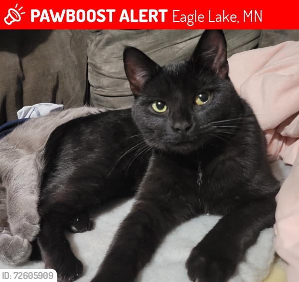 Lost Female Cat last seen Near Country Manor Ct, Eagle Lake, MN 56024, Eagle Lake, MN 56024