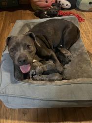 Lost Female Dog last seen Prairie View Lane and E Ovilla Road, Red Oak, TX 75154