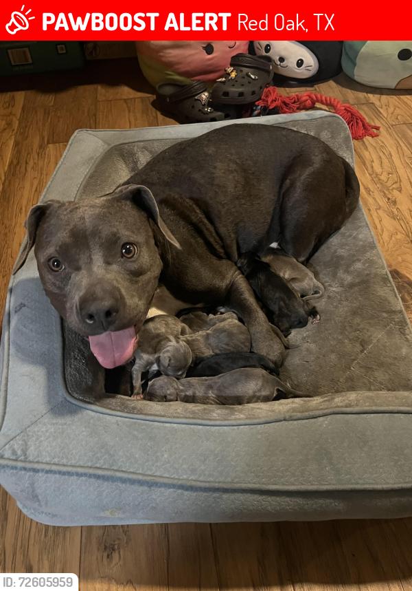 Lost Female Dog last seen Prairie View Lane and E Ovilla Road, Red Oak, TX 75154